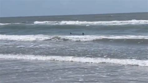 karera news today|South Padre Island, Texas: 3 bitten in shark attacks in Texas and .